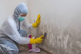 Best Emergency Mold Remediation in USA